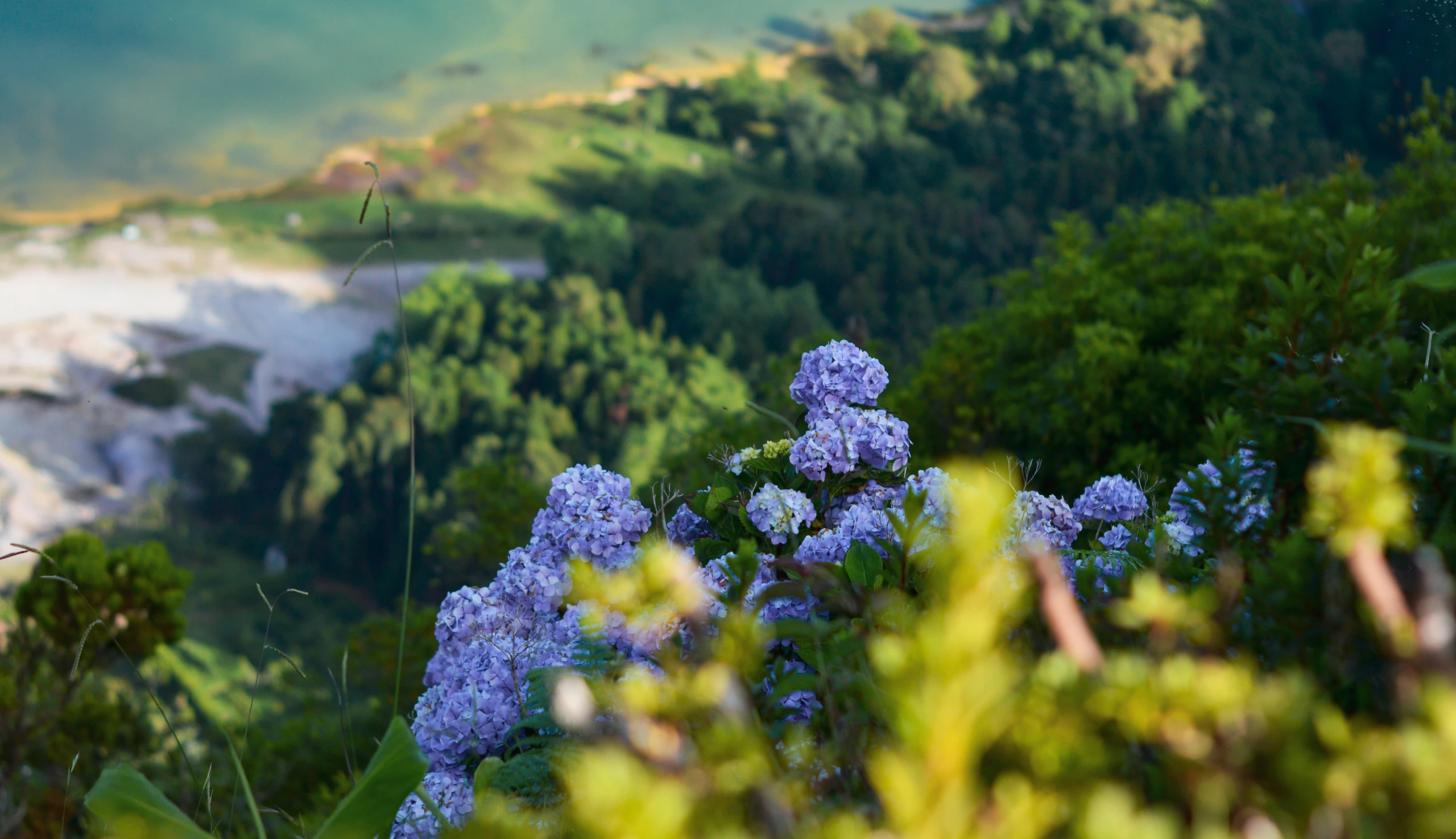 image-ilha-3.webp